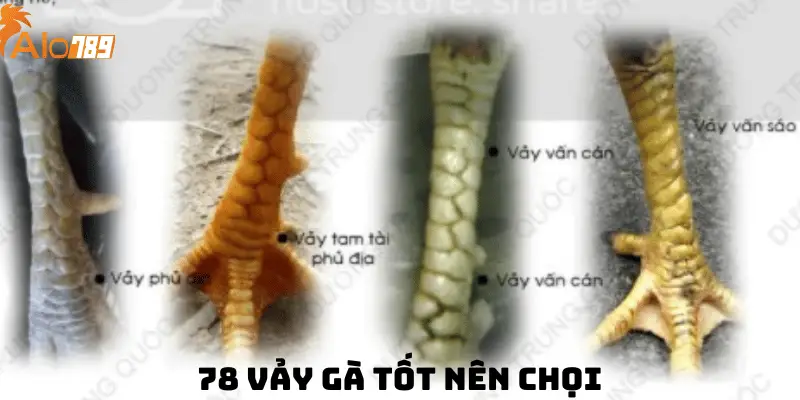 78 Vảy Gà Tốt Nên Chọi & Cách Lựa Chọn Chiến Kê Chuẩn